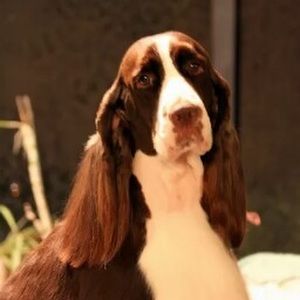 Meet your Posher, Sandy