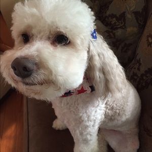 Meet your Posher, Julie