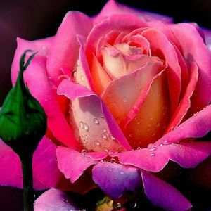 Meet your Posher, Sierra