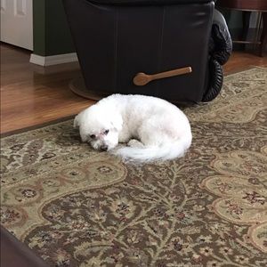 Meet your Posher, Amelia