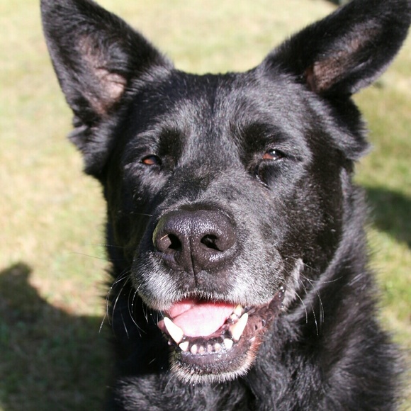 Meet your Posher, Robin - Picture 4 of 5