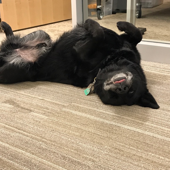 Meet your Posher, Robin - Picture 5 of 5