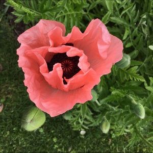 Meet your Posher, Susan