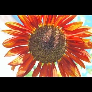 Meet your Posher, Shelby