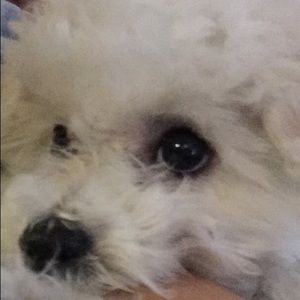 Meet your Posher, Maggie