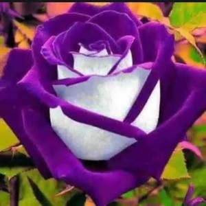 Meet your Posher, Terry