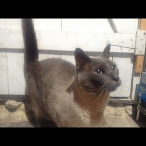 Meet your Posher, Tatum