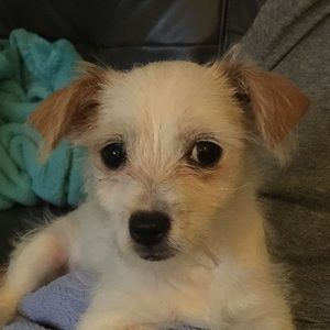 Meet your Posher, Sheren