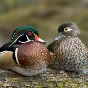 Meet your Posher, Cindylou