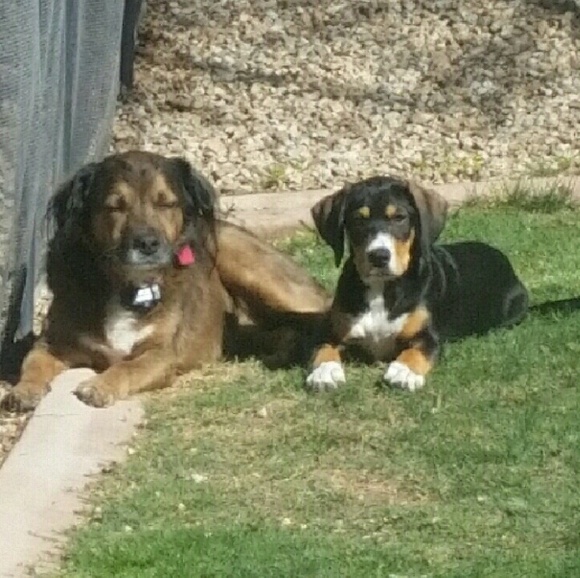 Meet your Posher, Mich - Picture 3 of 4