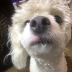 Meet your Posher, Nicole