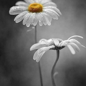 Meet your Posher, Dina