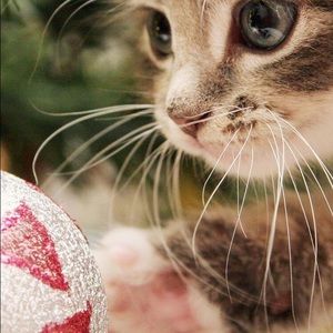 Meet your Posher, Cathy