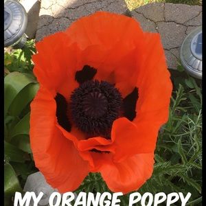 Meet your Posher, Allison