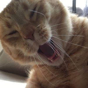 Meet your Posher, Margaret