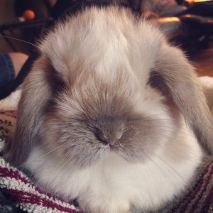 Meet your Posher, Corina