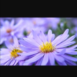 Meet your Posher, Charlotte