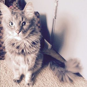 Meet your Posher, Allison