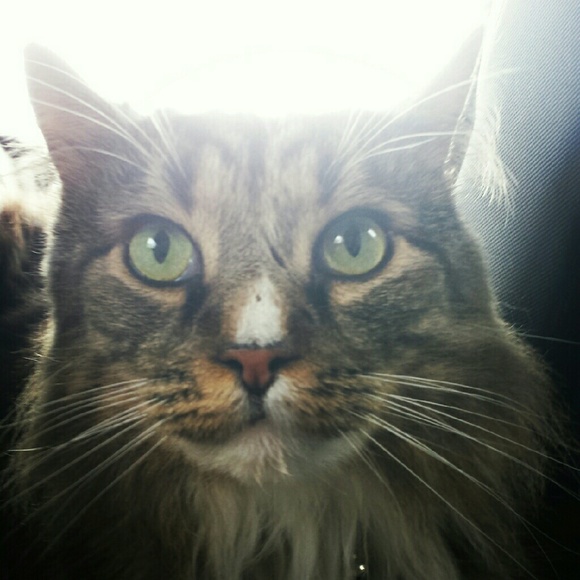 Meet your posher, Kate - Picture 4 of 4