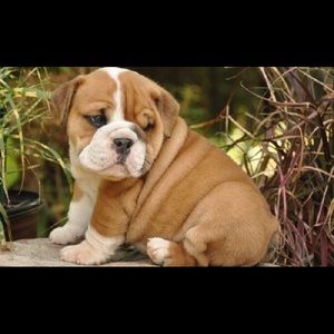 Meet your Posher, Tanner