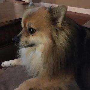 Meet your Posher, Dana