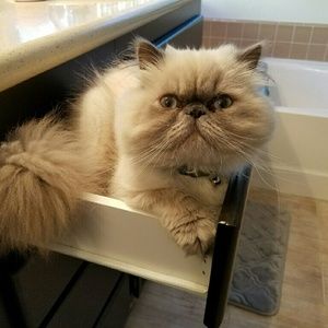 Meet your Posher, Anna