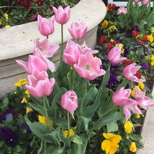 Meet your Posher, Desirae