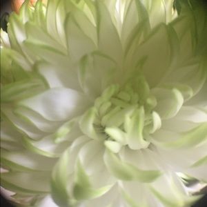 Meet your Posher, Reagan