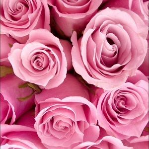 Meet your Posher, Shelby