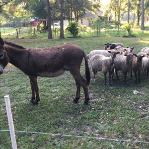 Meet your Posher, Jerry