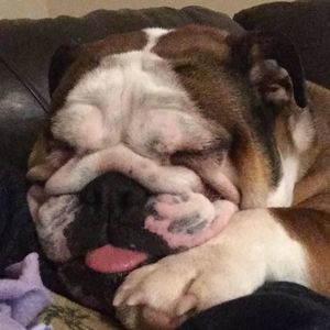 Meet your Posher, Holly