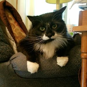 Black and tan 32ddd victorias secret bras