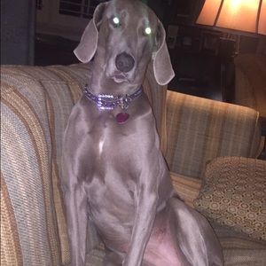 Meet your Posher, Anne