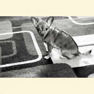 Meet your Posher, Randi