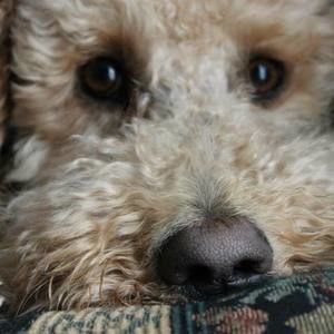 Meet your Posher, Jodi