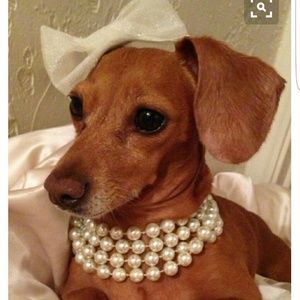 Meet your Posher, Eva