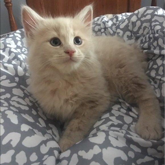 Meet your Posher, Shy β€οΈ - Picture 8 of 8