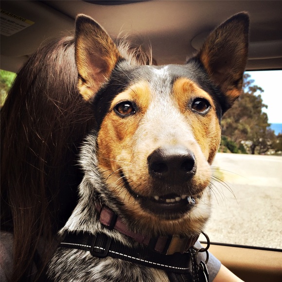 Meet your Posher, Caitlin - Picture 1 of 1