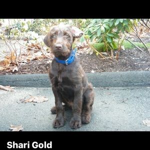 Meet your Posher, Shari