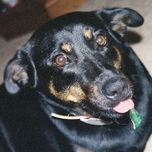 Meet your Posher, Terry