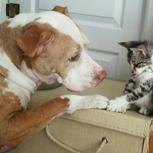 Meet your Posher, Katrina