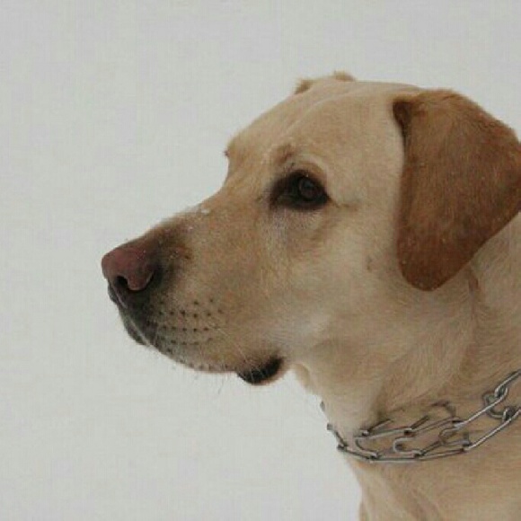 Meet your Posher, Kimberly - Picture 4 of 4