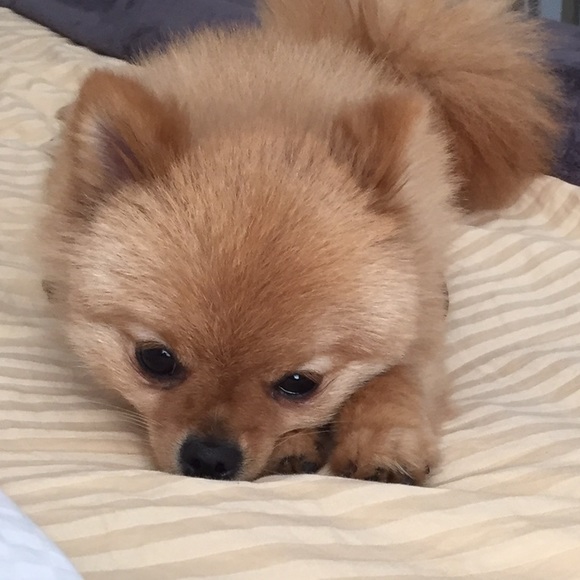 Meet your Posher, Allie - Picture 1 of 1