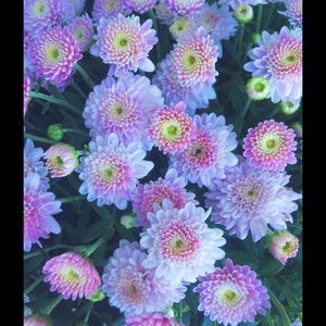 Meet your Posher, Alexa