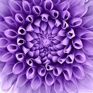 Meet your Posher, Isabelle