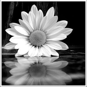 Meet your Posher, Marcie