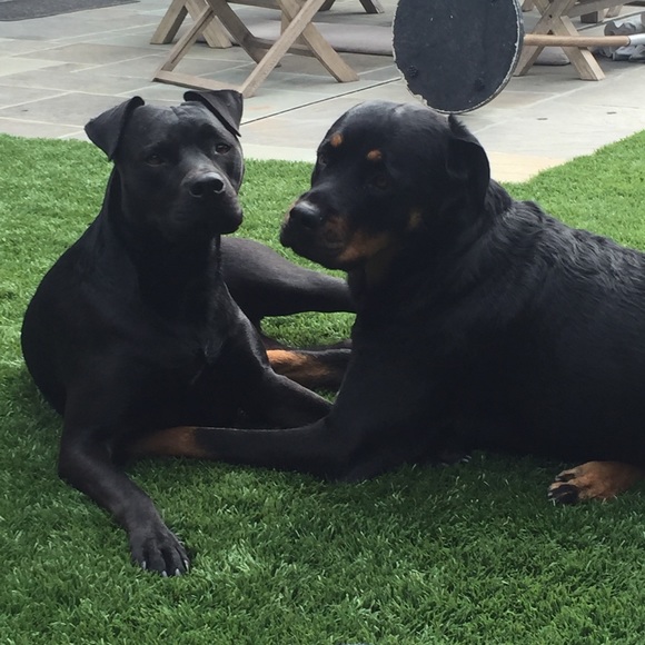 Meet your Posher, Amy - Picture 1 of 1