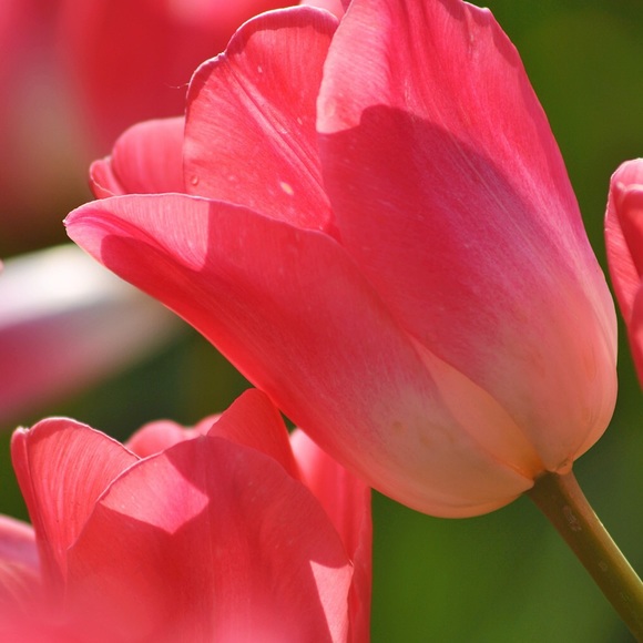 Meet your Posher, Amy - Picture 1 of 1