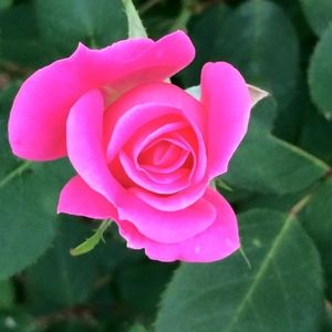 Meet your Posher, Teresa