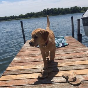 Meet your Posher, Riley